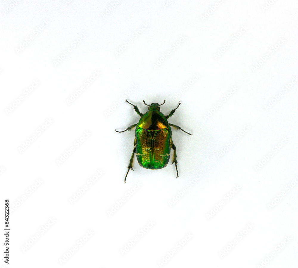 Cetoniinae Cetoniinae