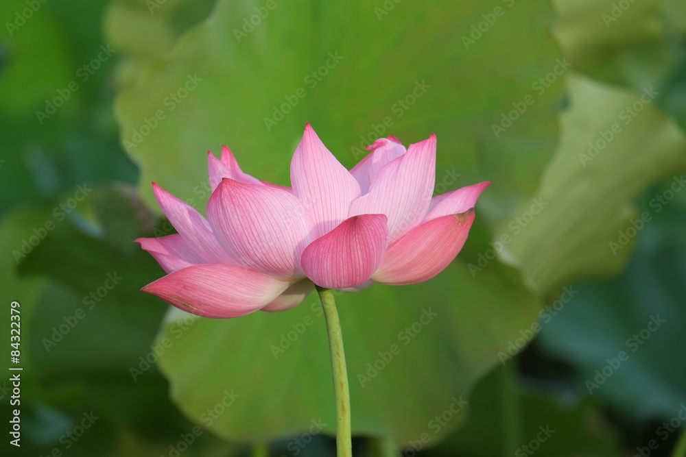 Lotus flower and Lotus flower plants