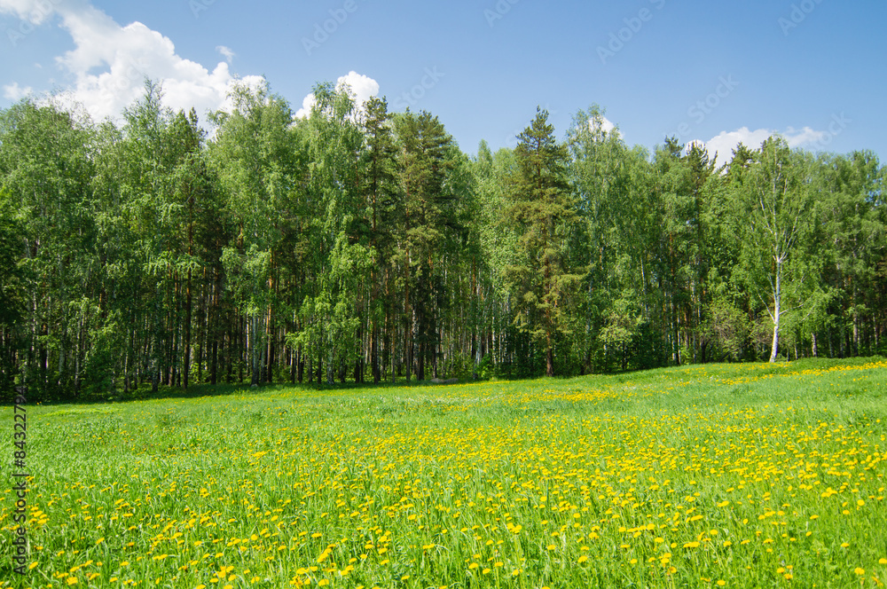 Одуванчик Лесная Поляна