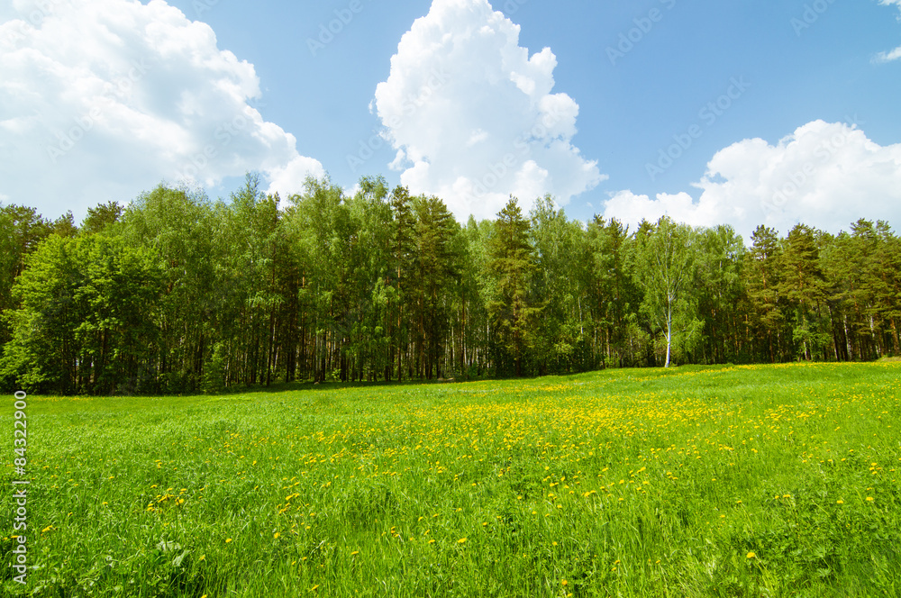 Obraz premium поляна с одуванчиками и лесом