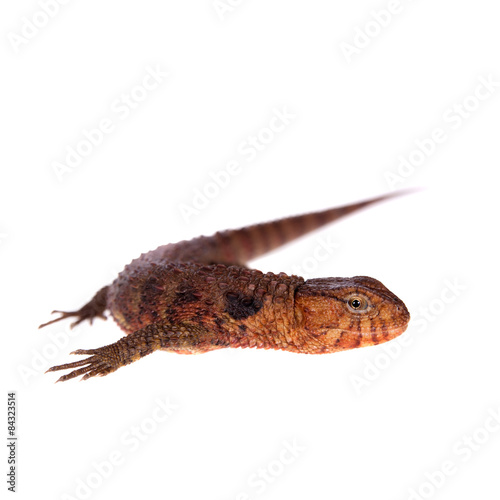 The chinese crocodile lizard on white