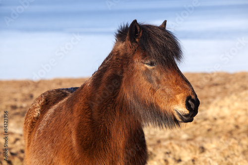 Brown icelandic pony on a meadow