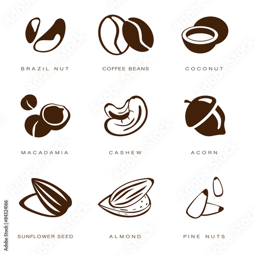 Nuts, Beans and Seed Vector