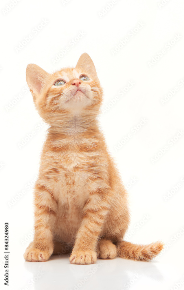 Red kitten looking up isolated on white background Red kitten looking up isolated on white background
