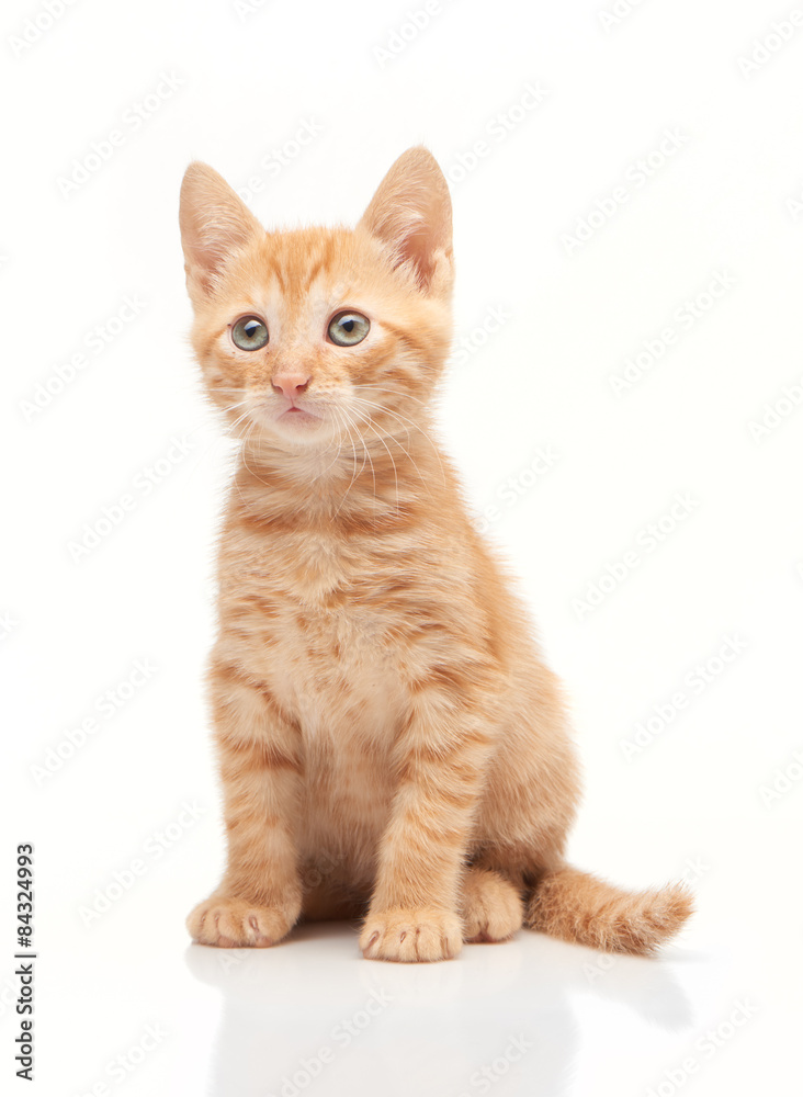 Red kitten looking straight forward at camera
