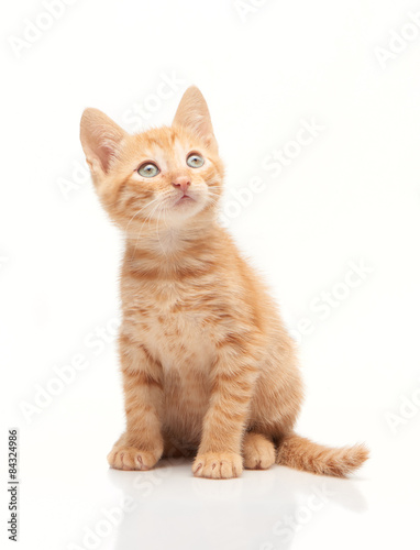 Cute red kitten looking upside