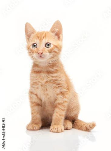 Red kitten looking straight forward at camera © IntelWond