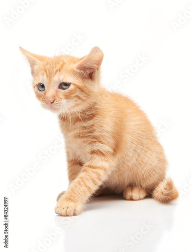Sad little red kitten isolated on white background