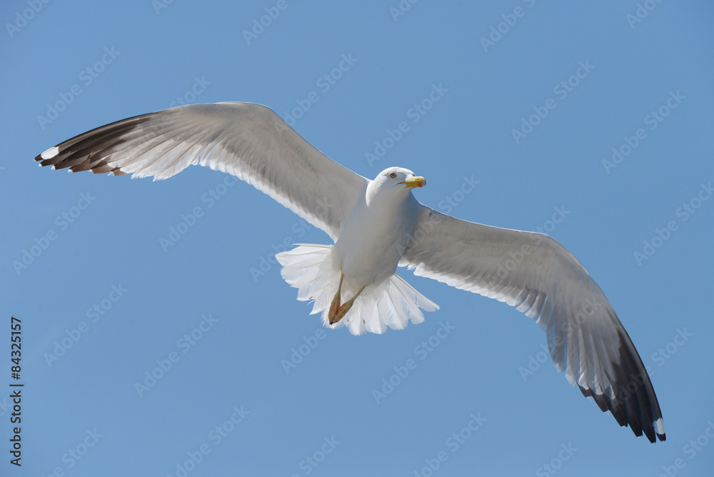 European Herring Gull