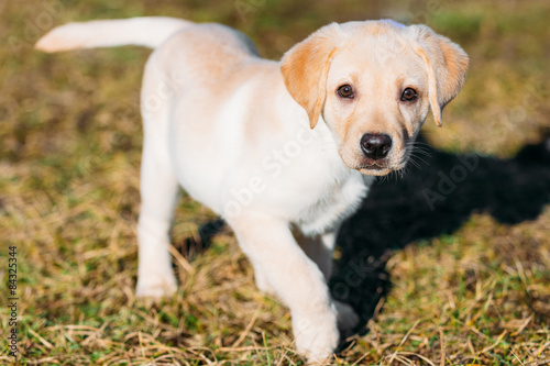 Beautiful White Dog Lab Labrador Retriever Pup Puppy Whelp 