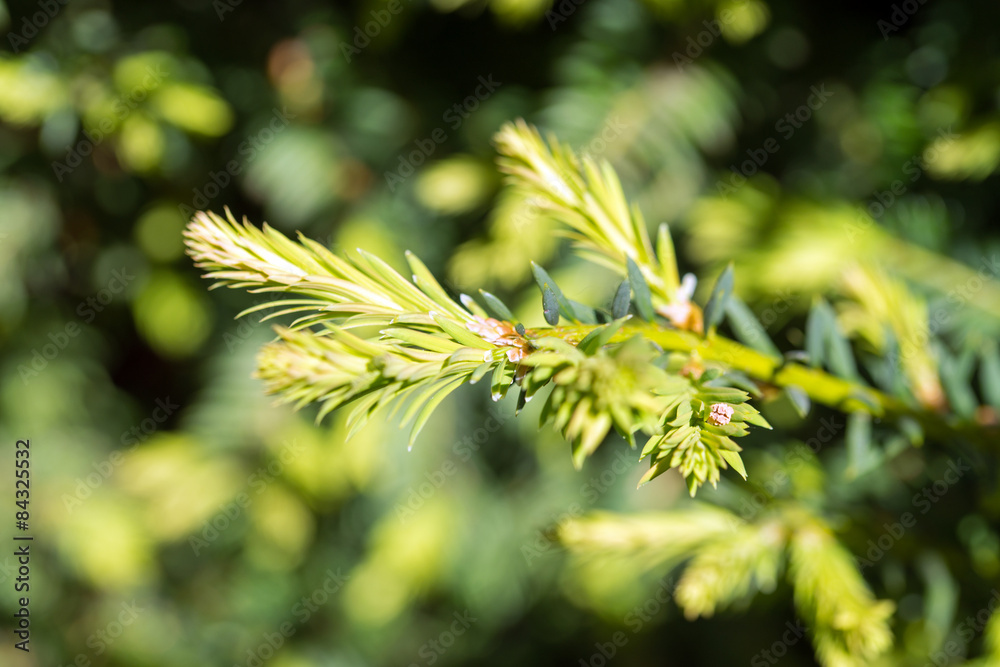Conifer / green branch of a conifer Conifer / green branch of a conifer