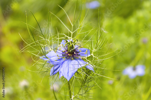 Beautiful Nigella damascena