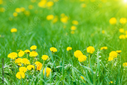 Yellow dandelions on the green field © Pavlo Vakhrushev
