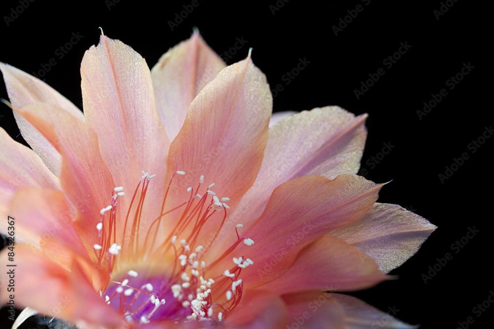 echinopsis flower blooming succulent plant