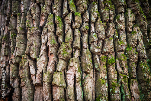 Brown oak bark