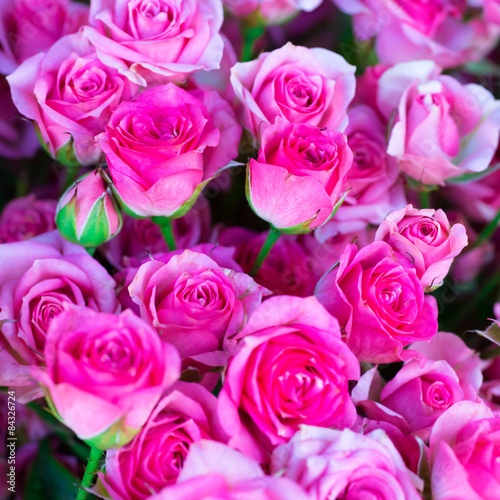 Fresh pink roses with green leaves