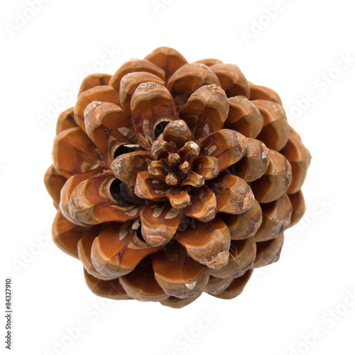 Pinus pinea, stone pine cone photo