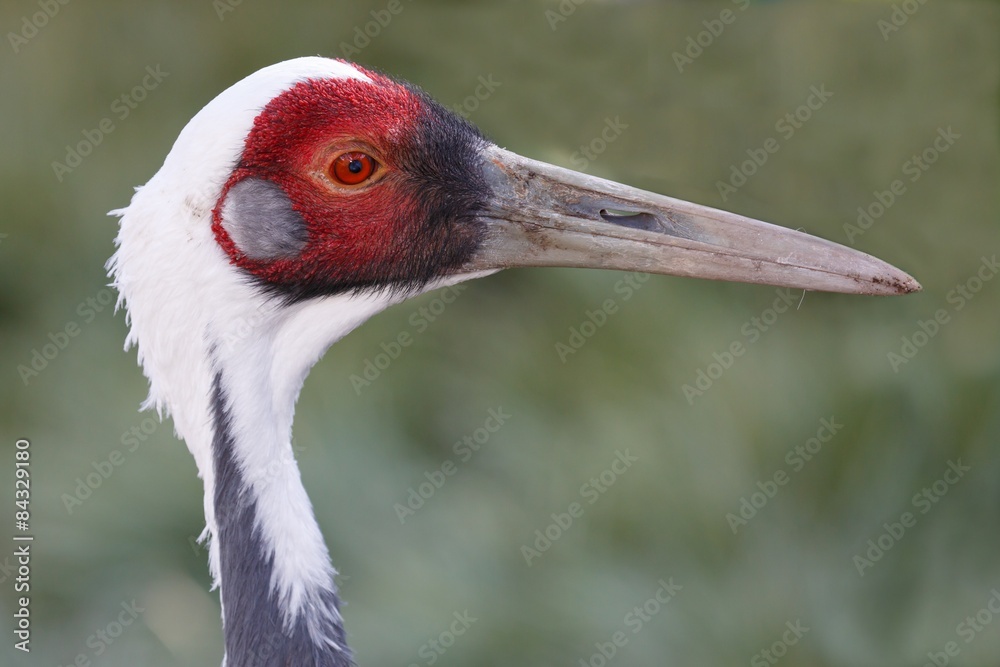 White-naped Crane Bird