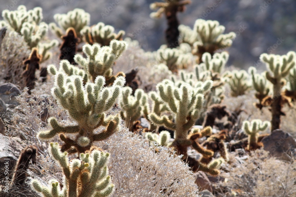 Naklejka premium Teddy Bear Cholla Cactus