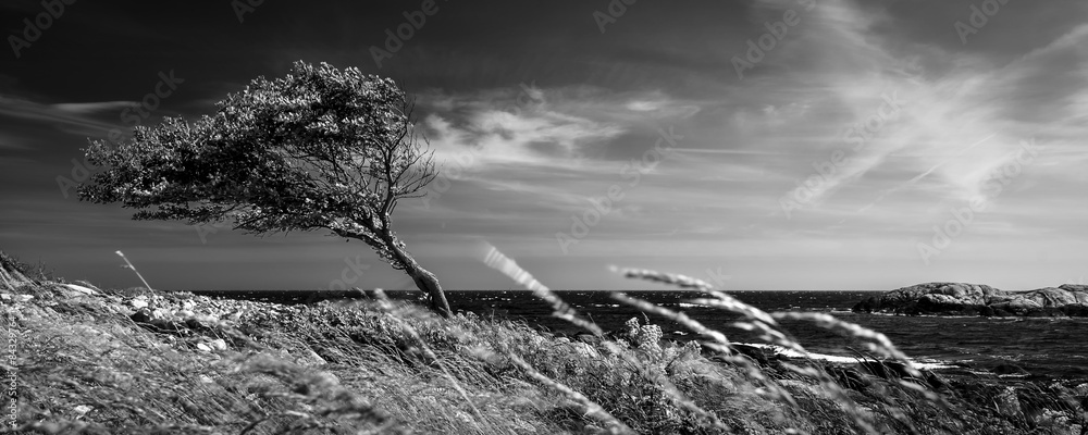 Lonely tree in black and white - obrazy, fototapety, plakaty 