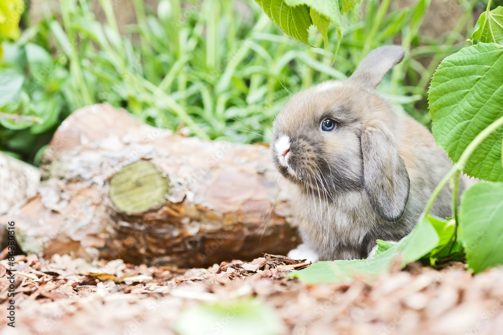 Fototapeta premium Baby Kaninchen im Aussengehege