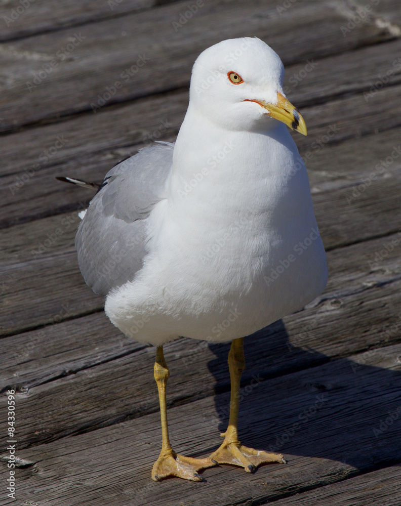 Obraz premium The gull close-up