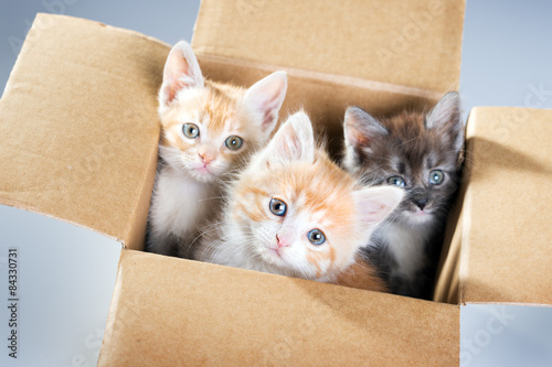 kittens in a cardboard box