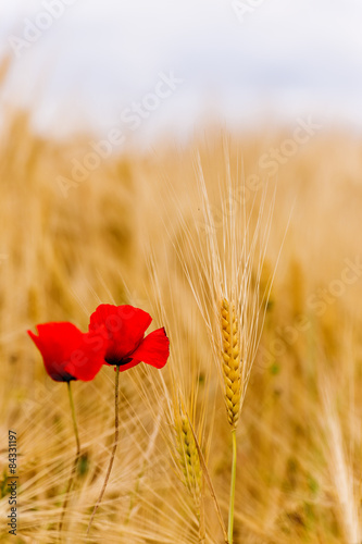 A wheat field with poppies flowering in early summer