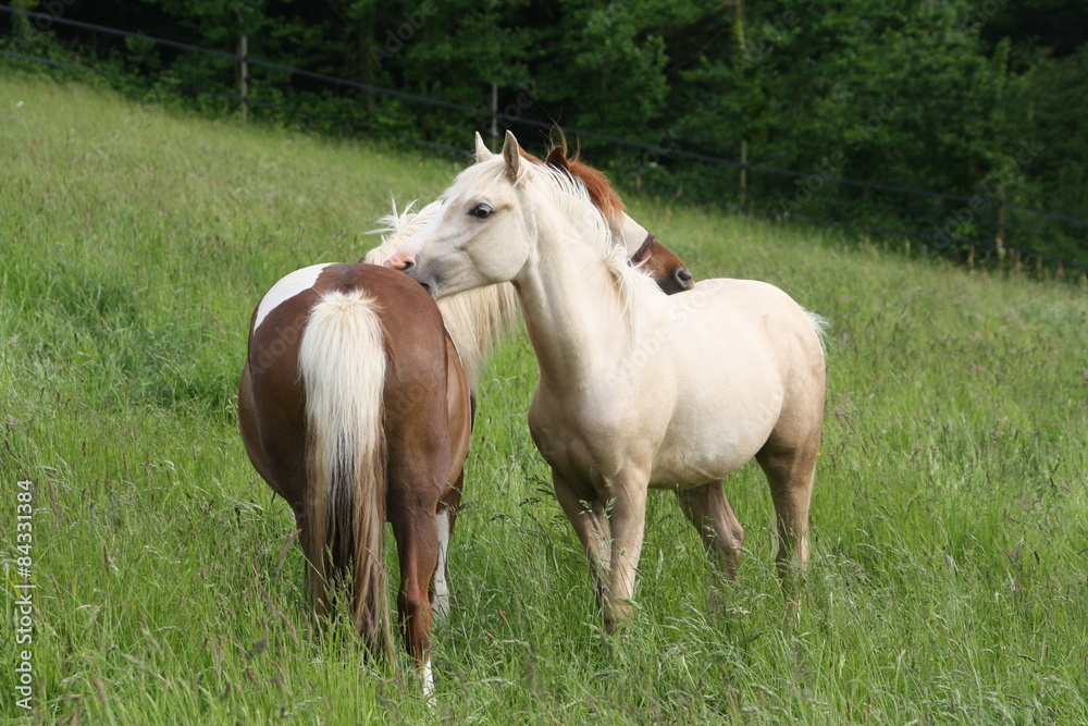 Grooming entre une jument et son poulain Grooming entre une jument et son poulain