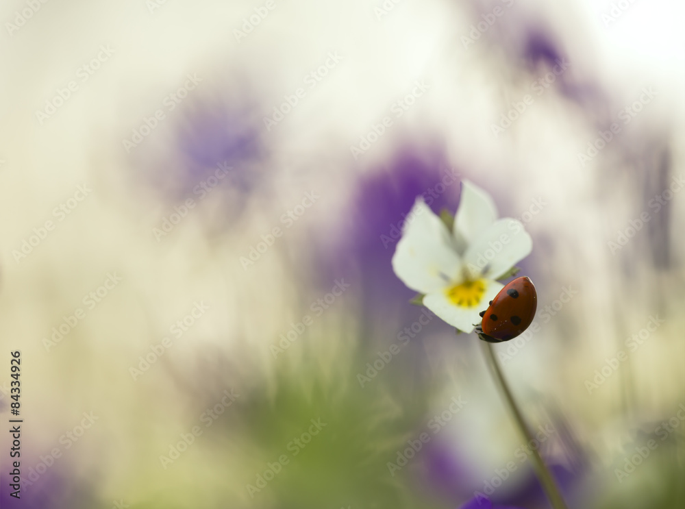 Fototapeta premium Ladybug, Coccinella septempunctata on heartsease