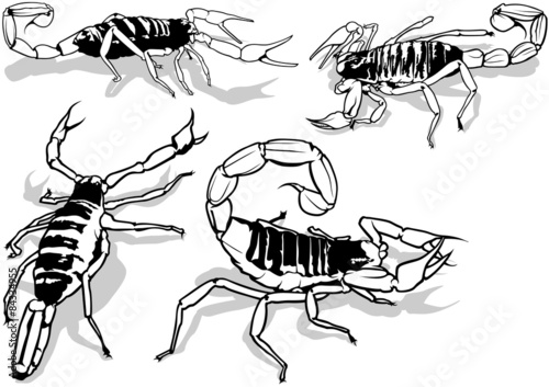 Desert Hairy Scorpion (Hadrurus Arizonensis)