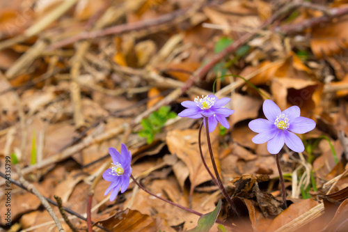 Little Flowers