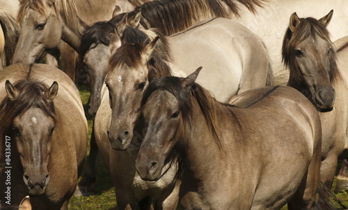 wildpferde - dülmen photo