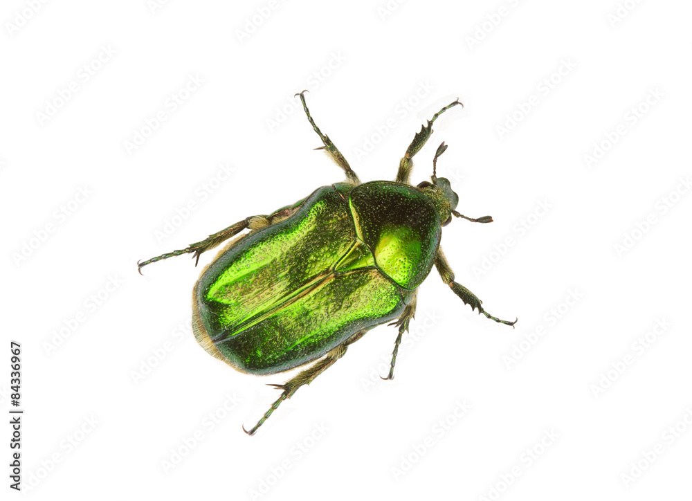 Rose chafer (cetonia aurata) isolated on white background Rose chafer (cetonia aurata) isolated on white background