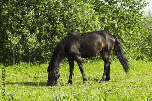 Grazing horse with a foal. © oleghz