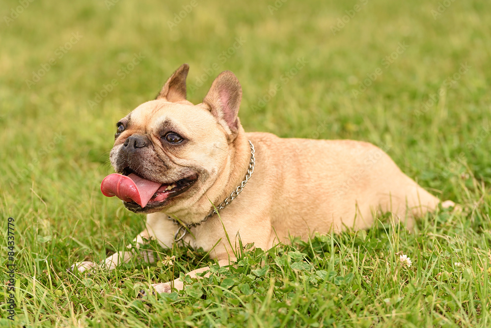 French Bulldog