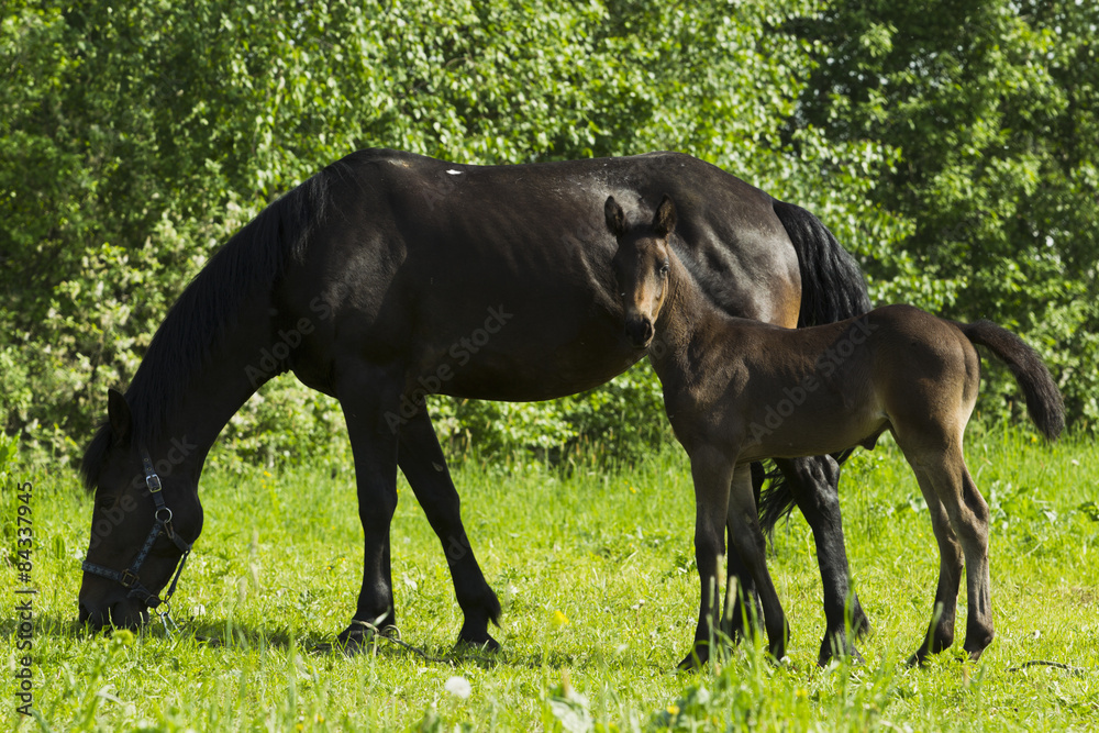 Grazing horse with a foal.