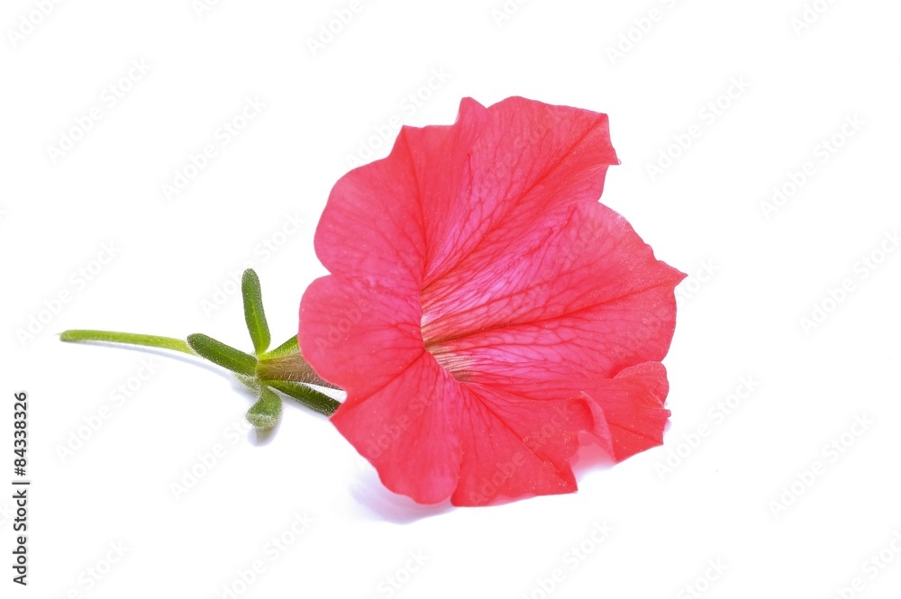 petunia isolated on white background