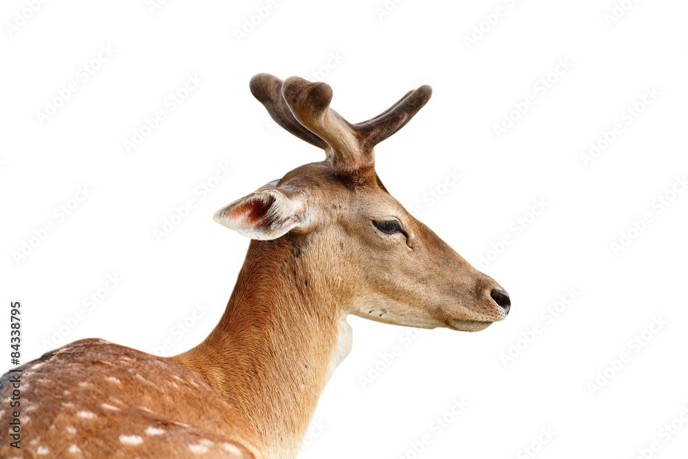 isolated portrait of fallow deer stag