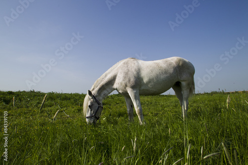 Fototapeta Naklejka Na Ścianę i Meble -  White horse.