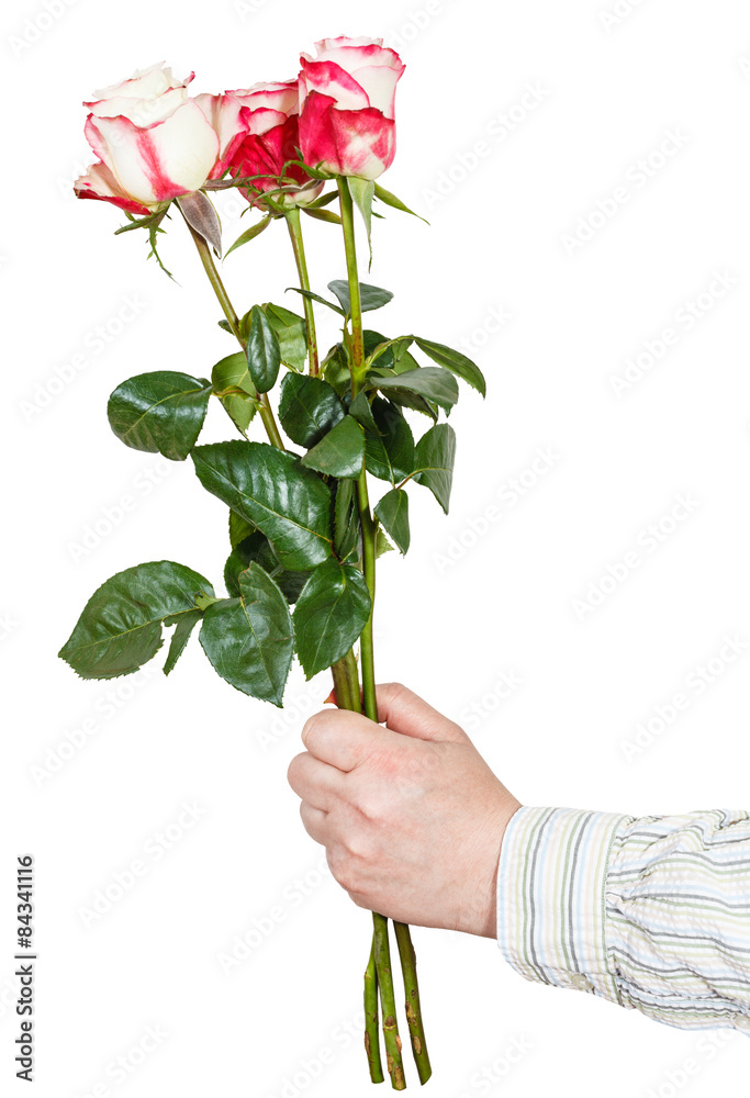 hand giving three pink roses isolated