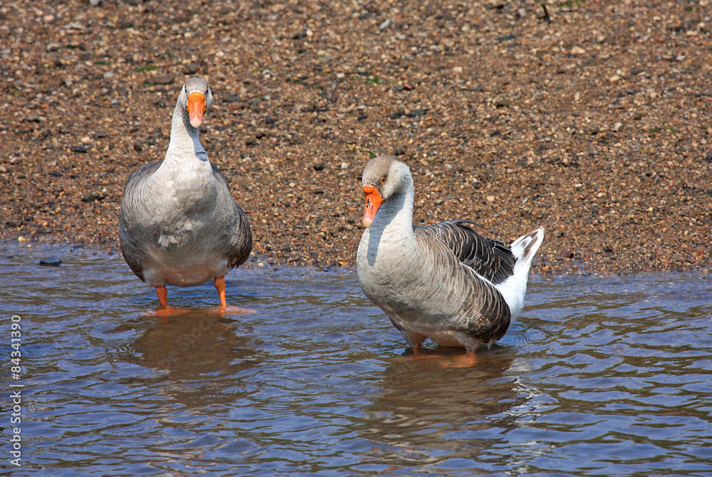 Fototapeta premium Geese