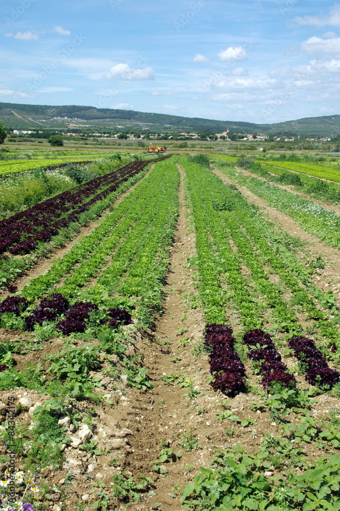 plantation  de salades