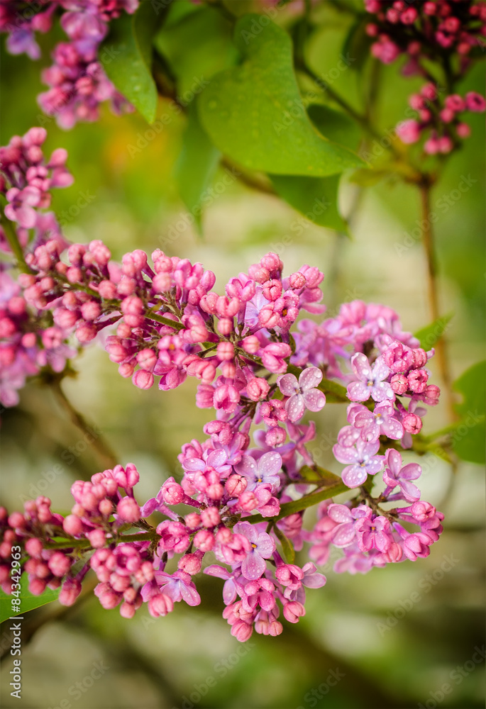 Beautiful purple lilac flowers outdoors