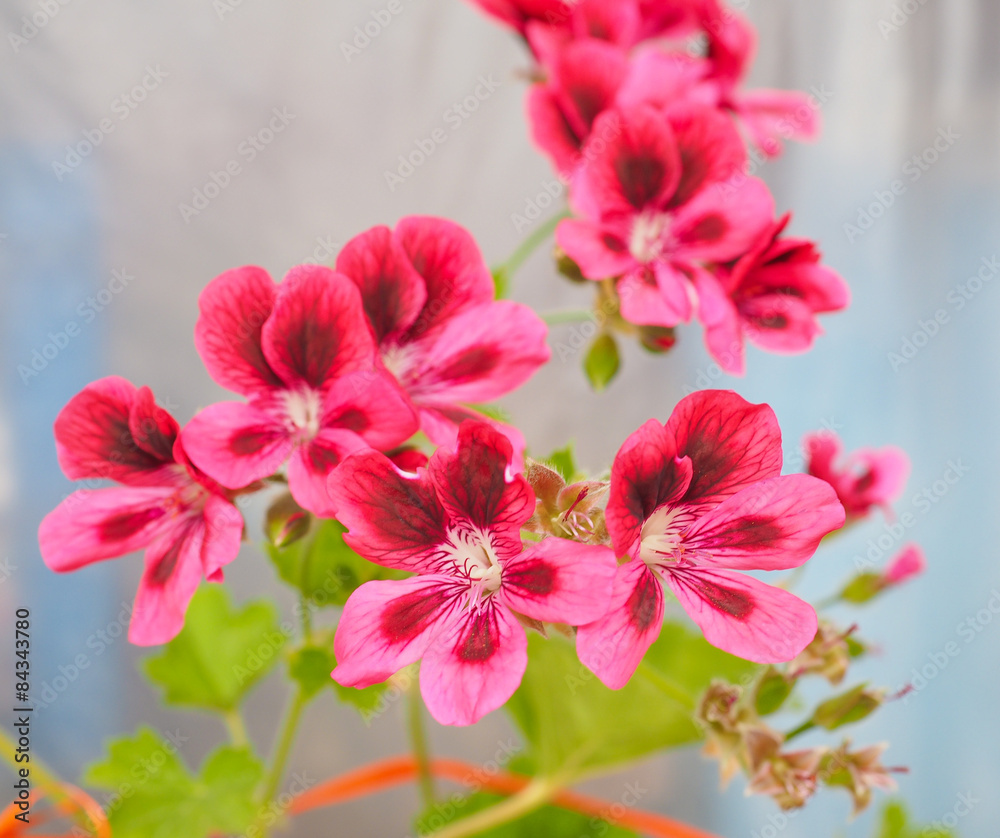 Obraz premium Geranium flower