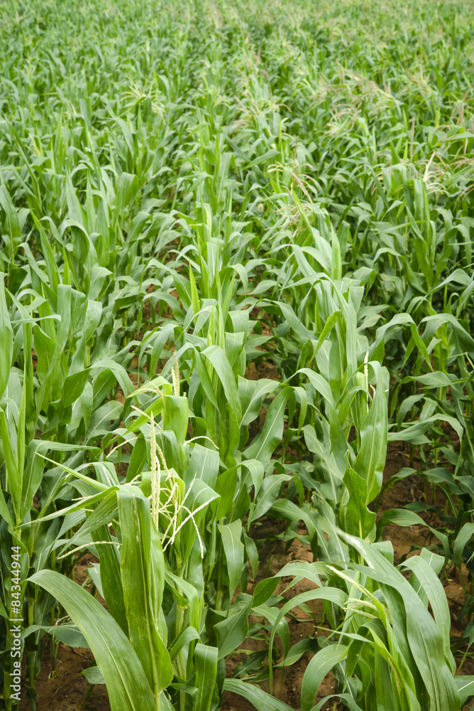 Corn field after plantation for one month Corn field after plantation for one month