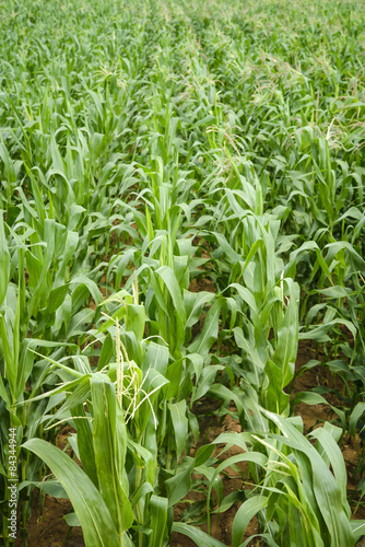 Corn field after plantation for one month