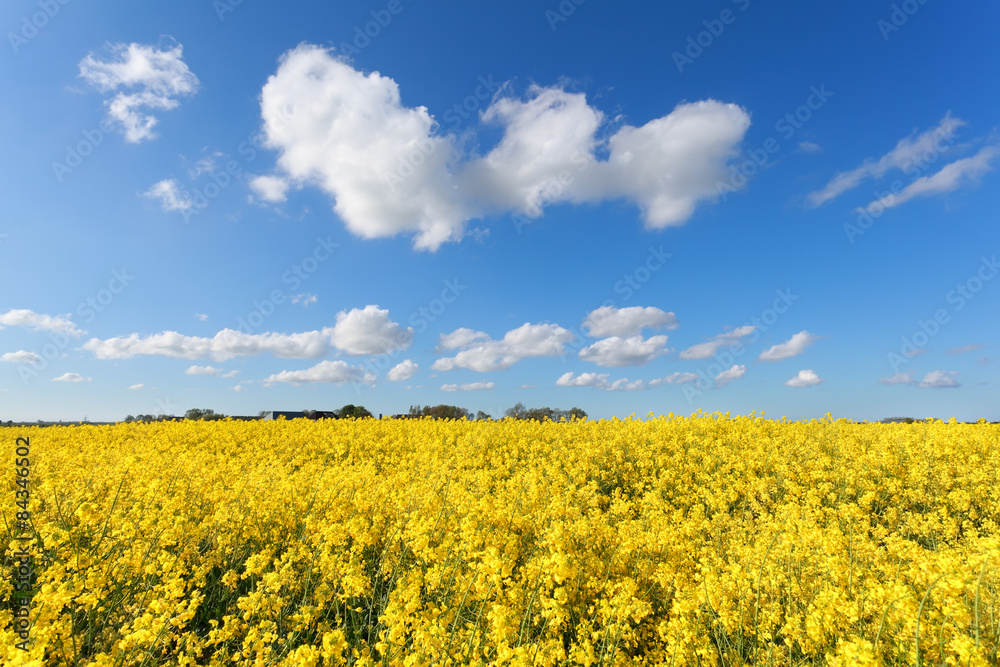 Obraz premium oilseed flower field and blue sky