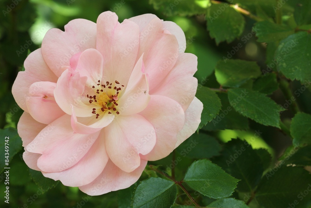 Fototapeta premium Soft pink rose