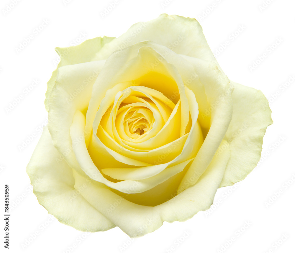 Fototapeta premium pale yellow rose